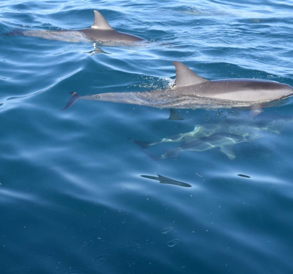 a school of spinner dolphins