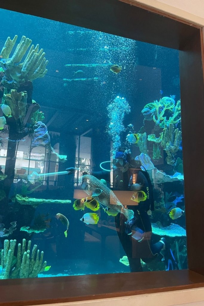 fish in an aquarium at the 'Alohilani Resort