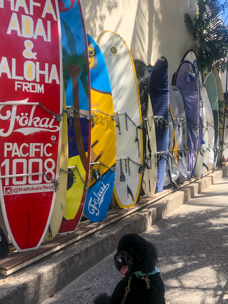 a dog standing next to surf boards in waikiki