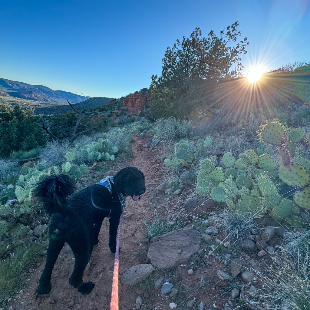 a dog walking on a trail with the sun setting in the background in Sedona, AZ