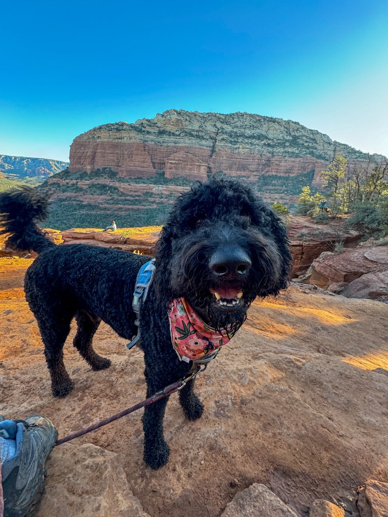 a black dog smiling at the summit of Devil's Bridge in Sedona, AZ