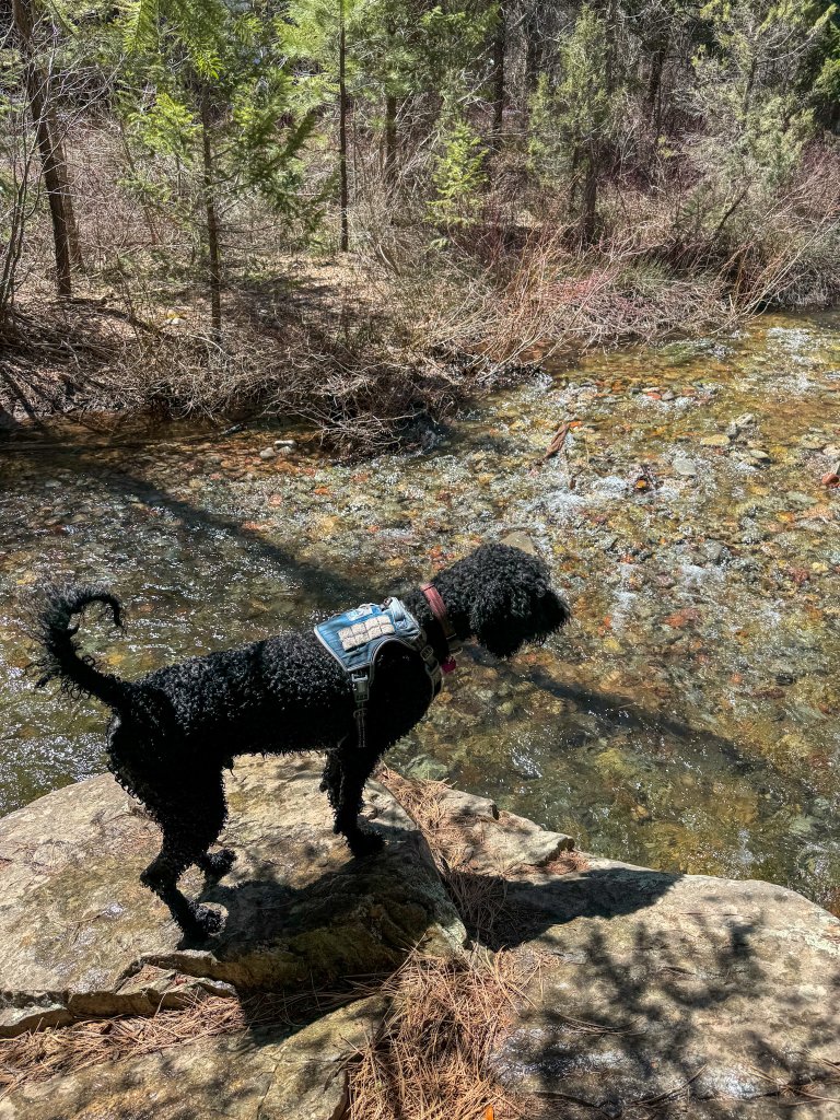 a black dog standing next to a river in dog-friendly Durango, Colorado 