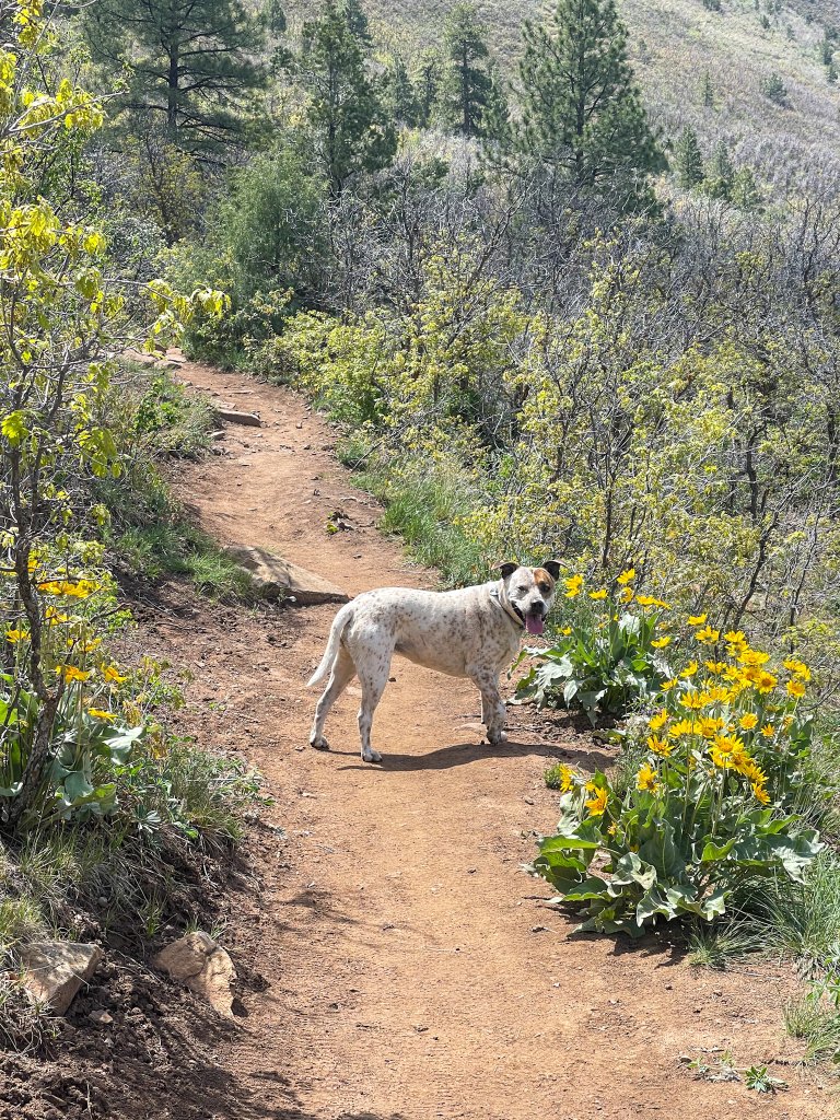 a dog on a hike in Durango, CO