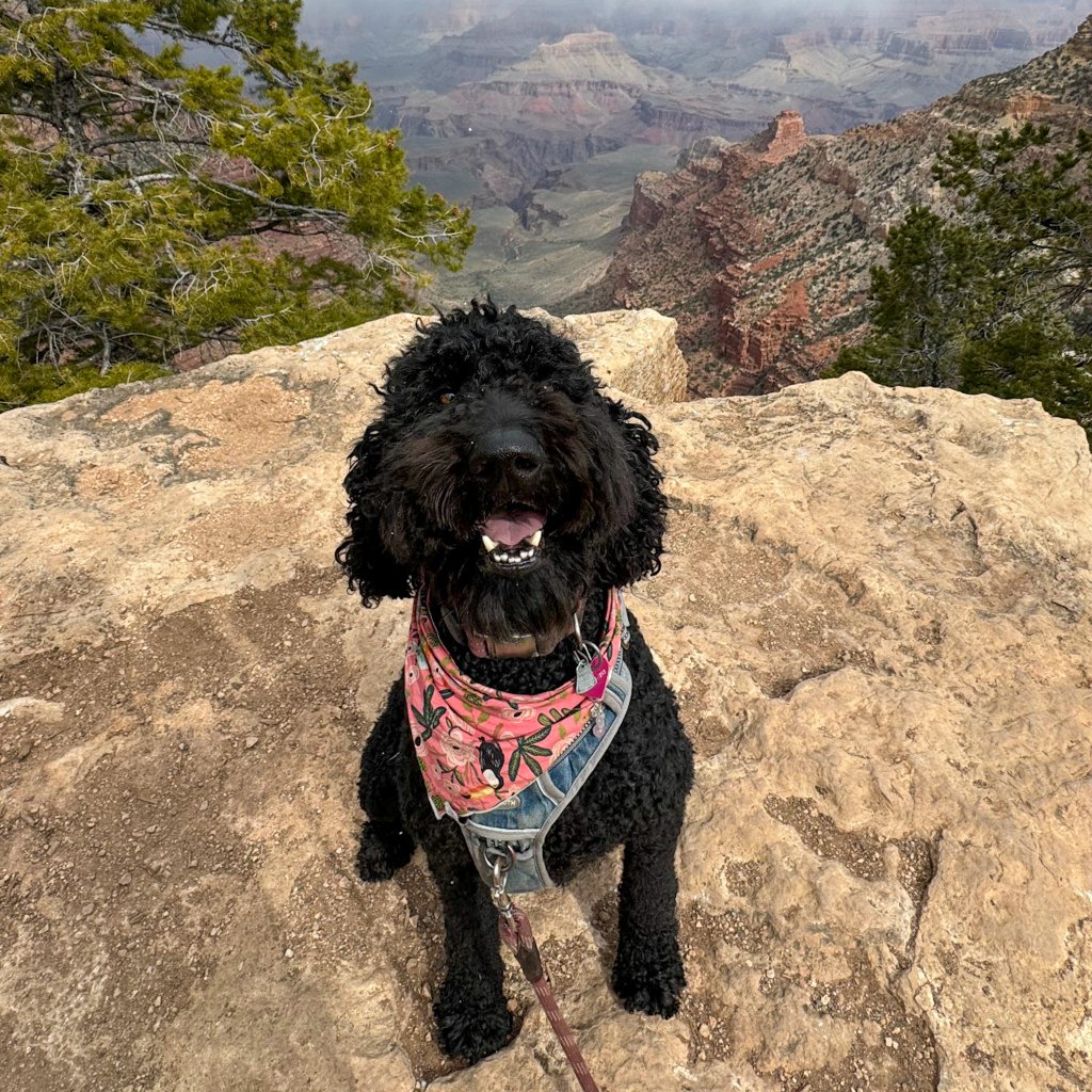 a dog standing on the south rim of the grand canyon 