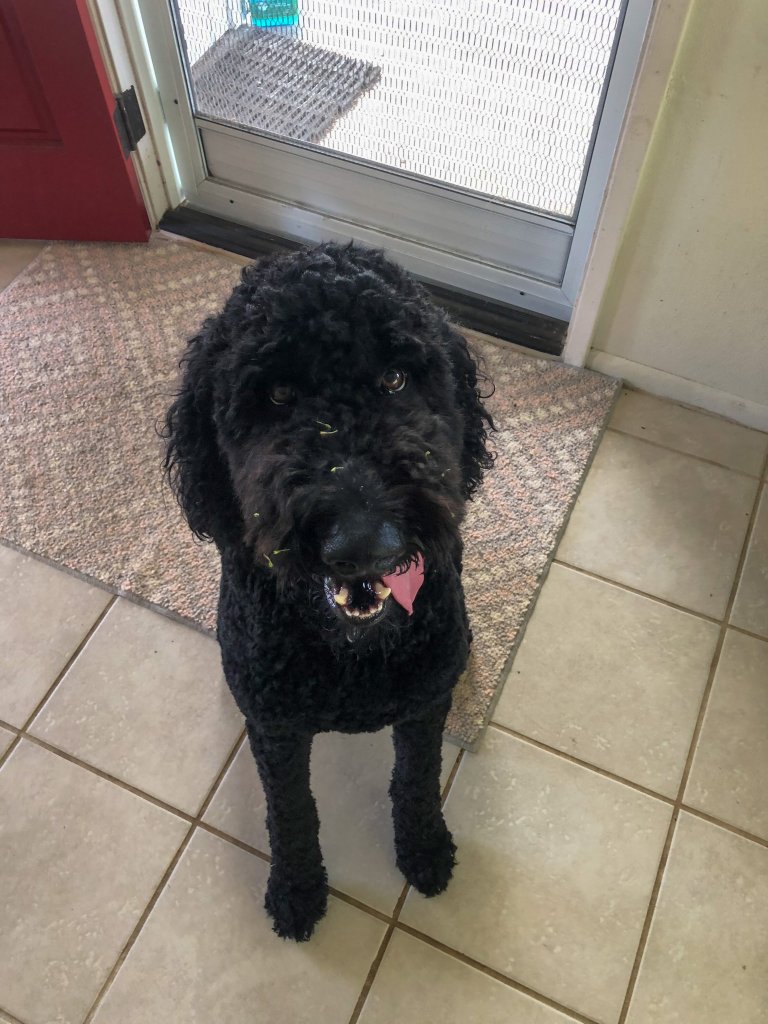 a dog sitting by a door