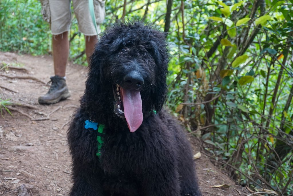 A dog on a trail