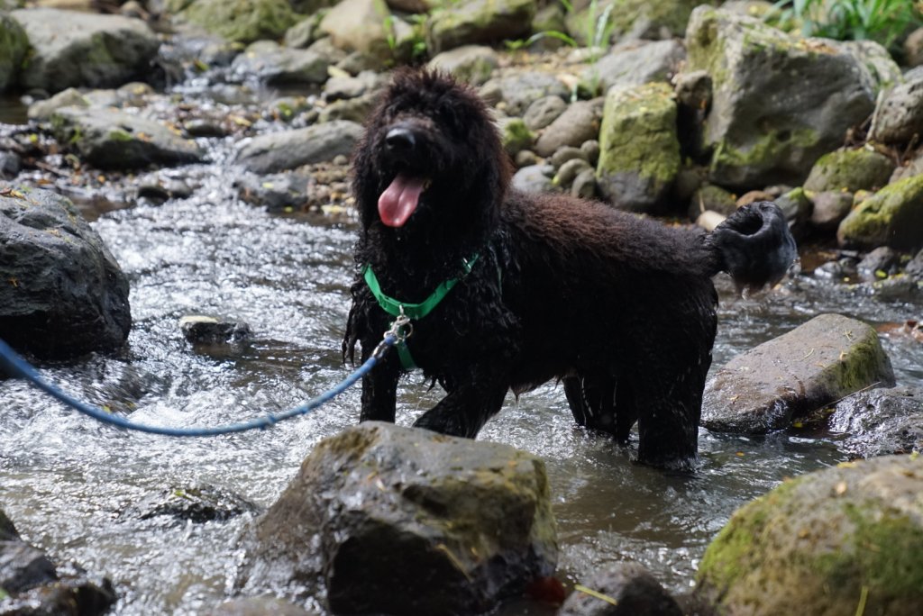 a dog crossing a stream