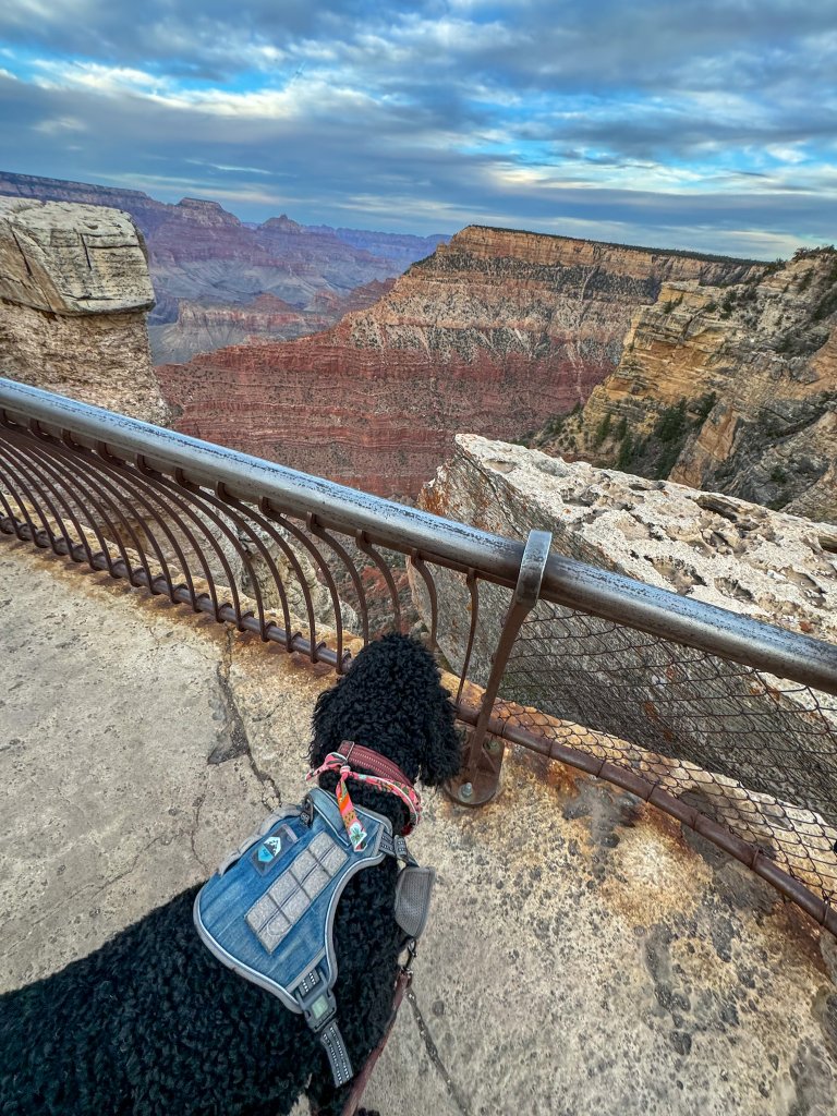  a dog standing next to the rim of the Grand Canyon