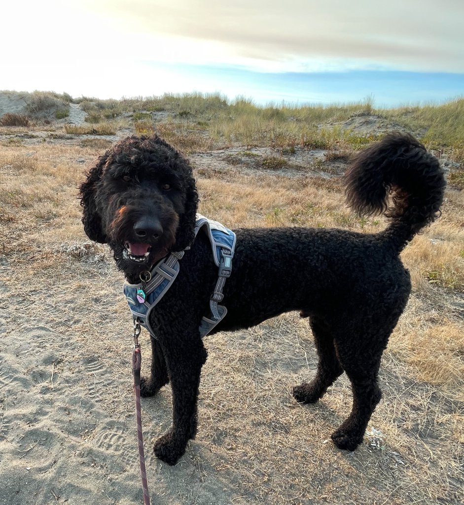 a dog on a beach