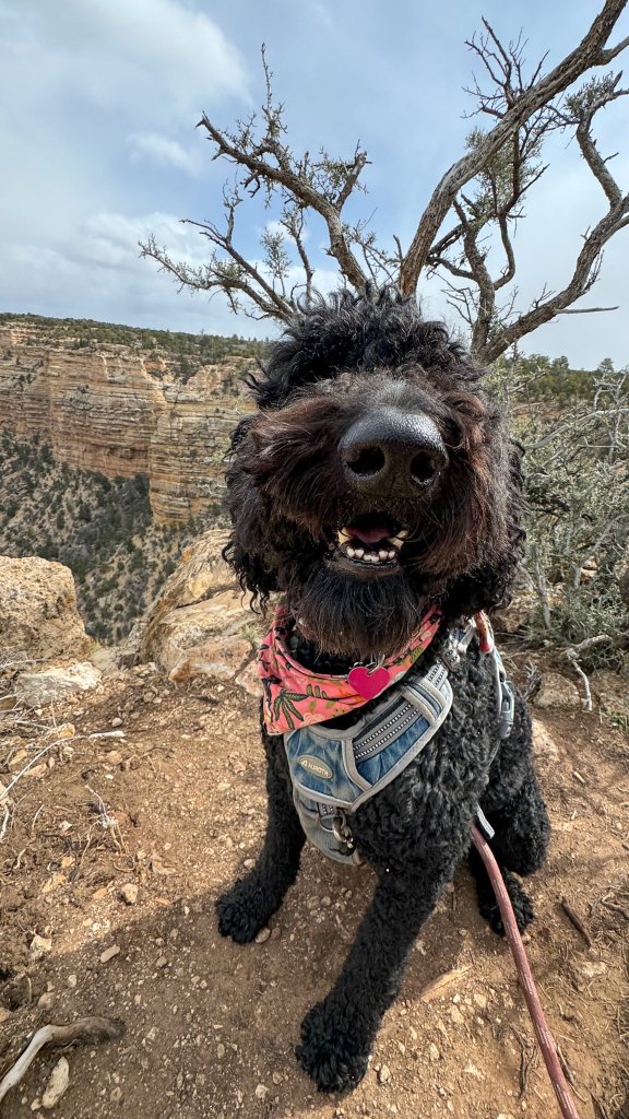 a dog standing on the rim of the Grand Canyon