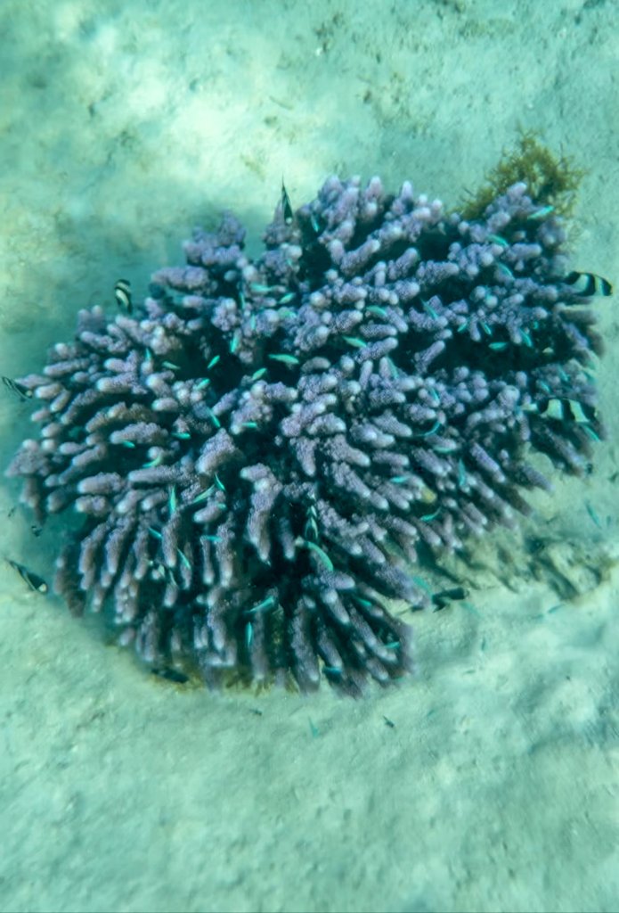 a coral reef with fish
