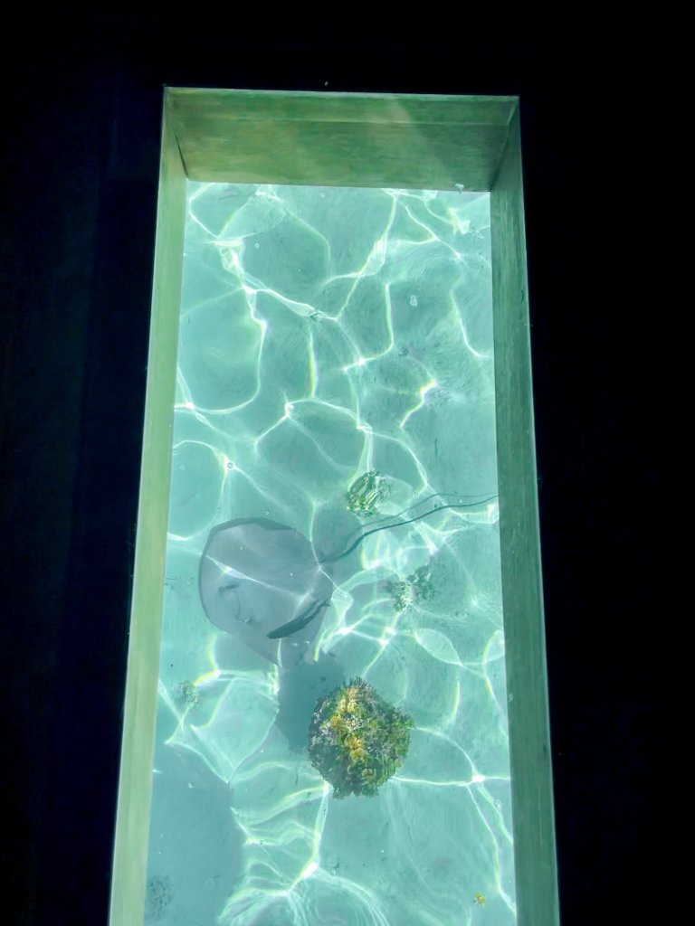 a window on the floor with a sting ray swimming under the glass