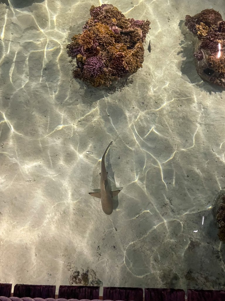 a reef shark swimming at night