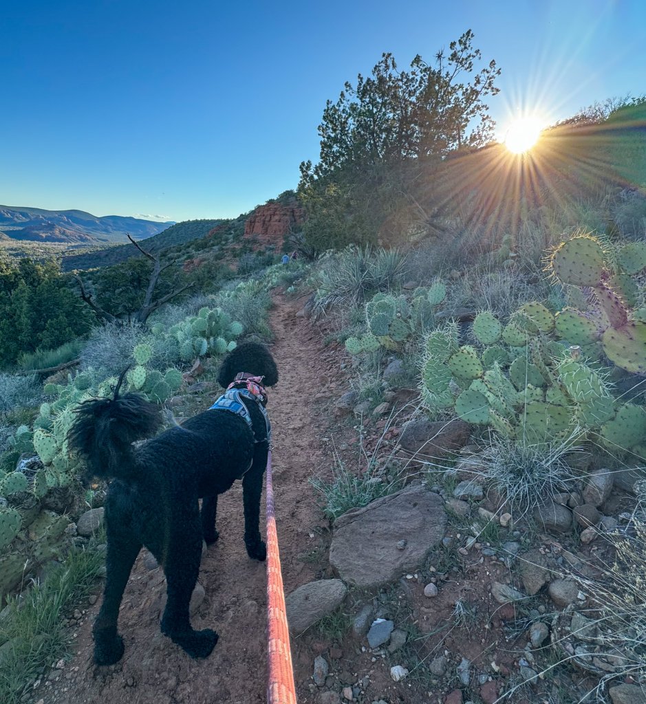 a dog on a trail in Sedona at sunset