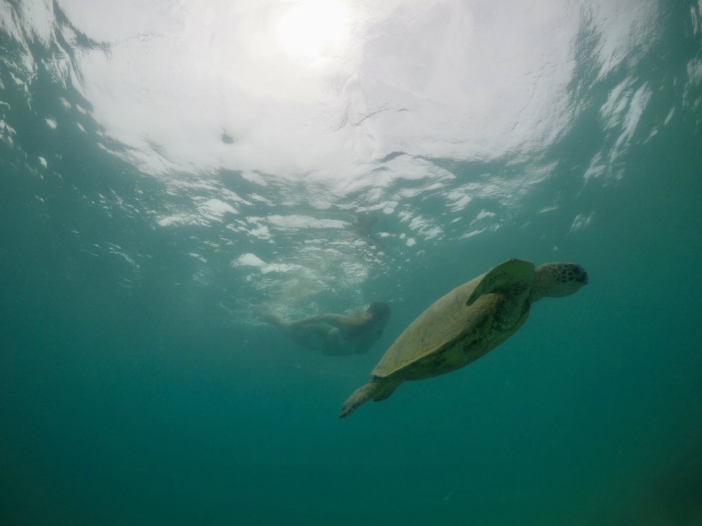 a turtle swimming in the ocean and a women simming behind him