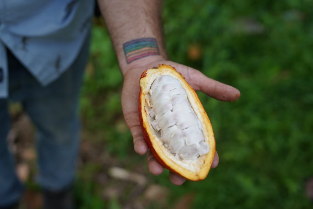 the inside of a cacao plant