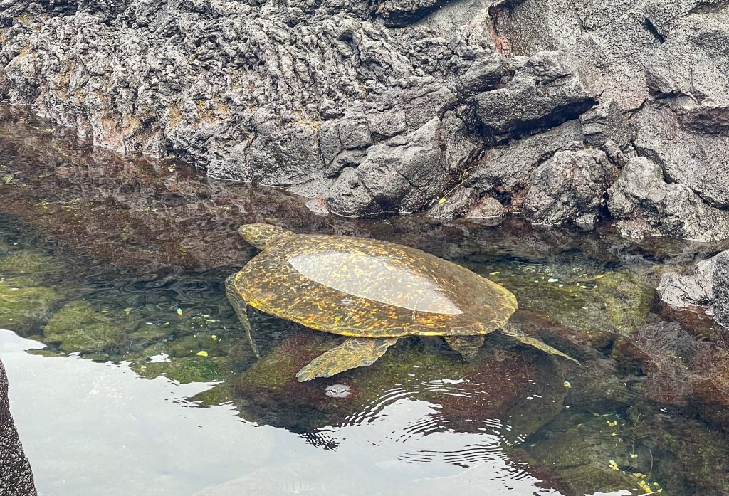 a turtle in the water