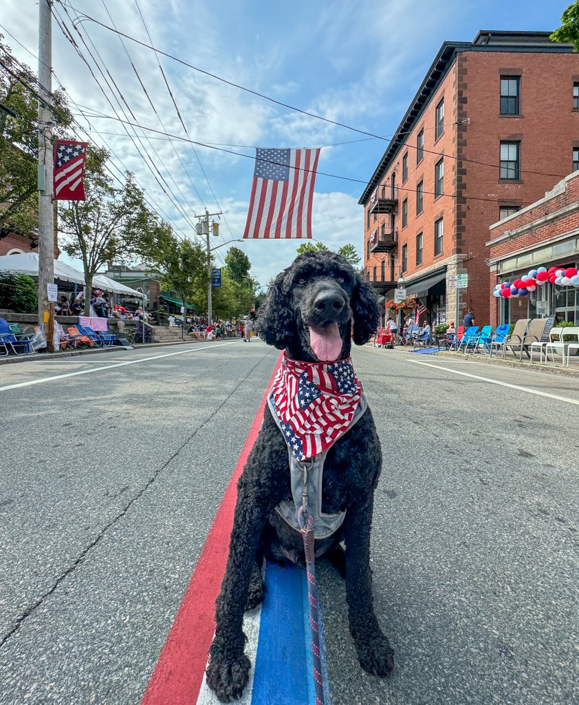 a dog wearing a flag bandana standing in front of the American flag