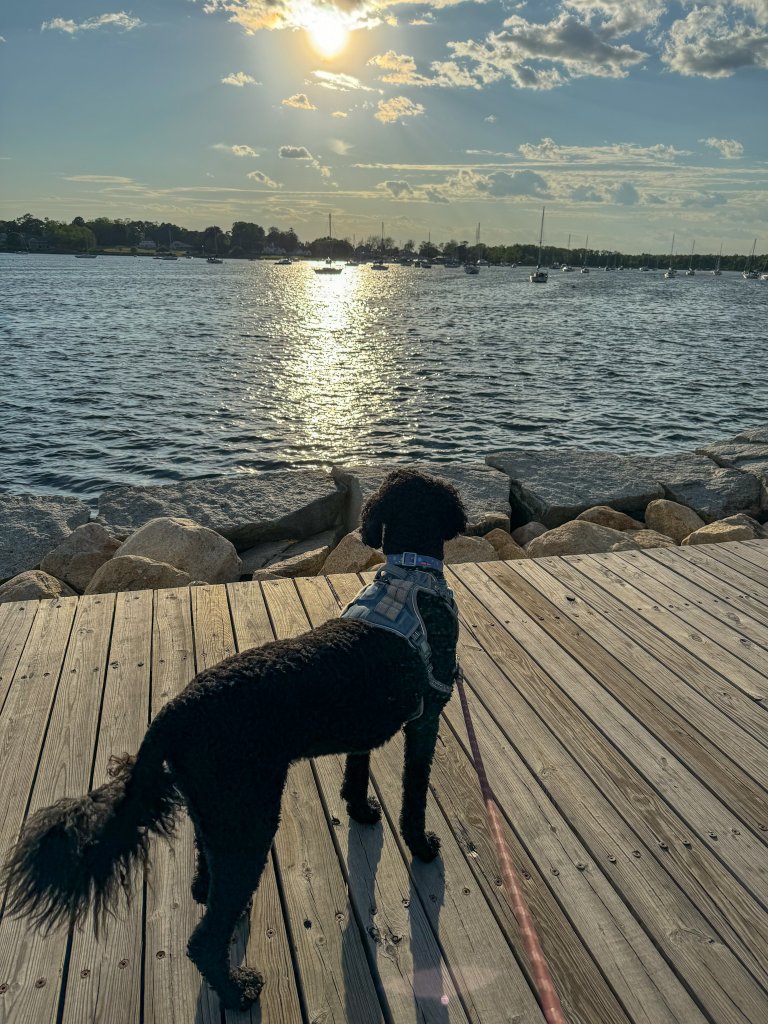 a dog looking at over the ocean