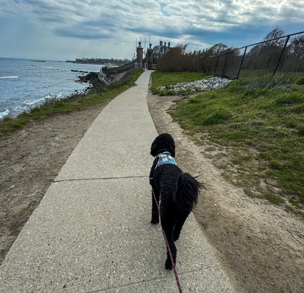 a dog walking along the cliff walk in Newport Rhode Island