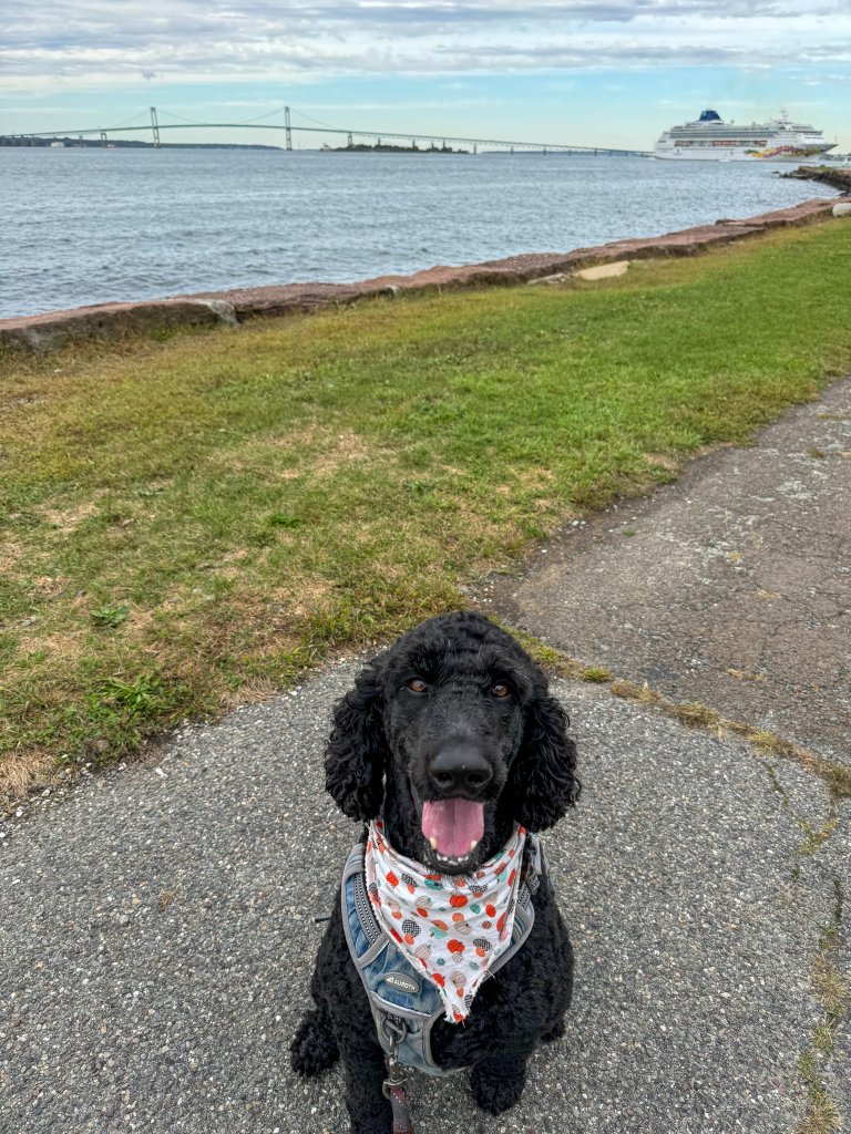 a dog on a trail with a bridge and cruise ship in the background